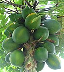 Papayaträd med omogen frukt