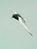 Thumbnail for White-winged tern