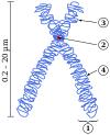 Diagram o a replicatit an condensed metaphase eukaryotic chromosome.