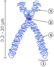 Diagram of a replicated and condensed metaphase eukaryotic chromosome:
Chromatid
Centromere
Short arm
Long arm Chromosome.svg