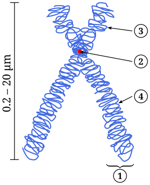 Scheme of a Chromosome. (1) Chromatid. One of ...