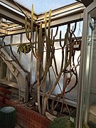Borzicactus longiserpens