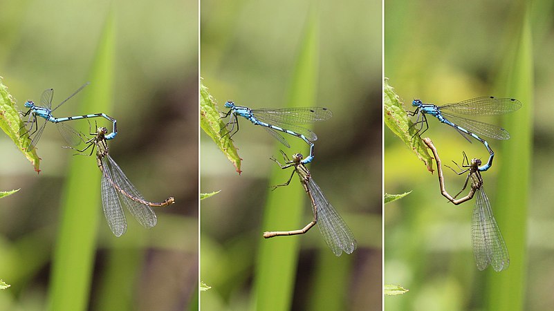 在白金漢郡白十字綠樹林（英语：Whitecross Green and Oriel Woods）交配的兩隻心斑綠蟌（Enallagma cyathigerum），圖中的雌性心斑綠蟌正在擺動腹部以開始交配。