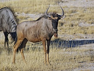 Blouwildebeeste noord van Namutoni, Nasionale Etoshawildtuin, Namibië.