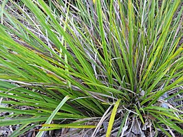 Cordyline pumilio