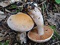 !Cortinarius bovinus!