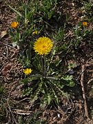 Crepis spp. (Crepis dioscoridis, Crepis rubra, Crepis sancta)