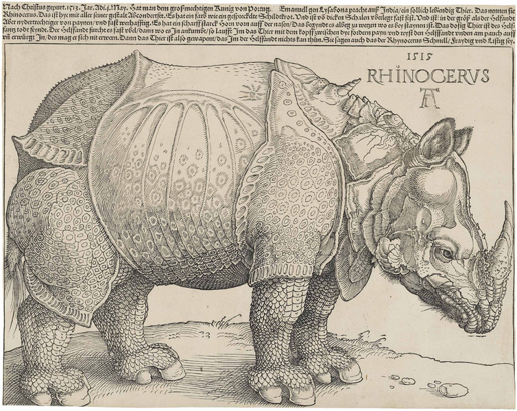 File:Dürer's Rhinoceros, 1515.png