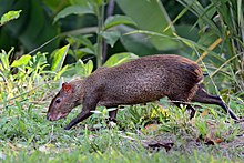 Dasyprocta punctata (Gamboa, Panama).jpg