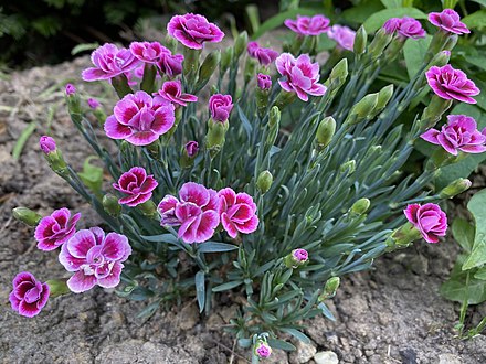 Cẩm chướng hoa (Dianthus barbatus)