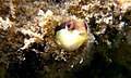 Dottyback in a hole.jpg