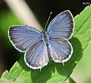 Cupido comyntas (eastern tailed blue) Adult, dorsal view.