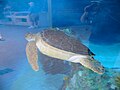 Edgar, une tortue du Mote Aquarium.