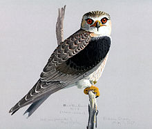 Elanus caeruleusEYP10A1.jpg