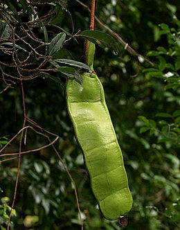 Pod at Talakona forest, in Chittoor District of Andhra Pradesh, India.