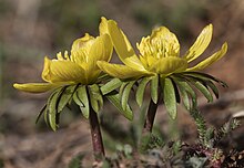 Eranthis hyemalis