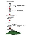 Cuadro de la evolución de los peces