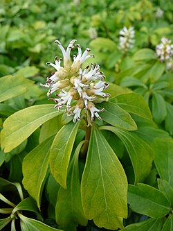 Idänvarjoyrtti eli varjoyrtti (Pachysandra terminalis)