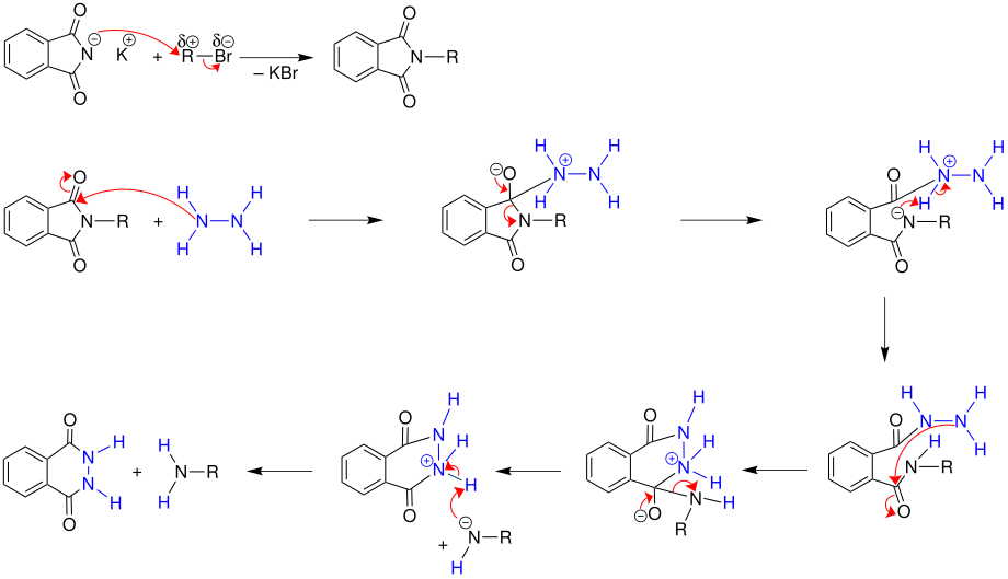 Mechanismus der Gabriel-Synthese: Hydrazinolyse