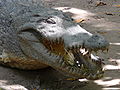 Hlava krokodíla nílskeho
