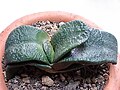 Gasteria nitida var armstrongii