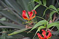 Gloriosa superba