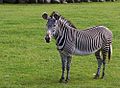 Grevys zebra.jpg