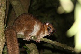 Grote katmaki (Cheirogaleus major)