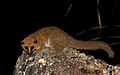 Groves' dwarf lemur