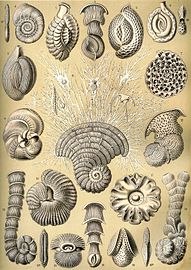 Haeckel Thalamophora