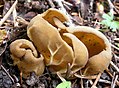 Helvella acetabulum