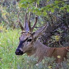 Huemul de la Reserva Nacional Cerro Castillo.jpg