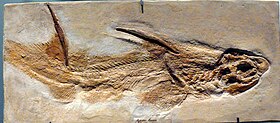 Fóssil de Egertonodus fraasi