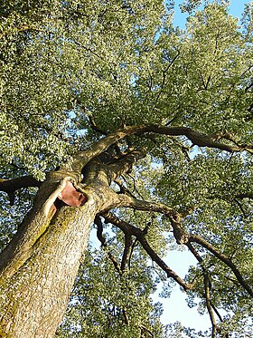 Tilleul de Lipka, houppier de l'arbre