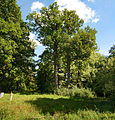 Worska Forest (Summer)