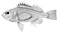 Lepidoperca coatsii