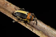 Leptoschoinella quadripunctata