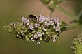 Unidentified insect (Stuttgart, Germany). Liocoris tripustulatus. Doc Taxon