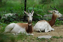 Sacharinė gazelė (Gazella dama)