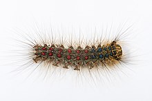 Caterpillar