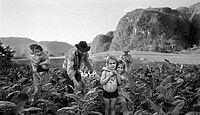 Tobacco Harvesting, Valle de Viñales, Kuba (2002)