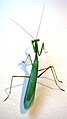 Male Miomantis caffra.jpg