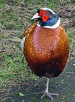 Un faisà comú (Phasianus colchicus) amb barbetes facials de color vermell brillant