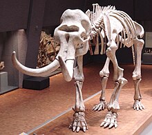 Squelette d'un mammouth vu de trois-quart face.