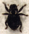 Microcryptorhynchus perpusillus