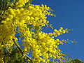 Image 19Yellow mimosa is the symbol of IWD in Italy as well as in Russia, Ukraine and many other ex-Soviet Union republics (from International Women's Day)