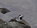 Motacilla alba