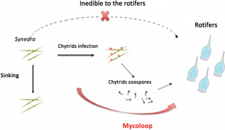 Mycoloop with diatom and rotifer
The food web system includes the inedible diatom (Synedra), the obligate parasitic consumer of the diatom (chytrid) with a sessile (sporangium) and a motile (zoospore) life stage, and the rotifer (Keratella), which can consume the chytrid zoospores but not the host diatom. While Synedra is inedible to Keratella, its nutrients may still be transferred to the rotifer via infection propagules (zoospores). Mycoloop with diatom and rotifer.webp