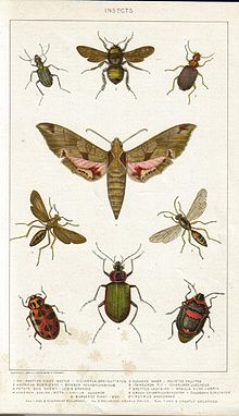 Entomologie