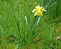 Un narcisse jaune (Narcissus pseudonarcissus)